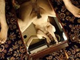 落ちぶれて性器肛門肉便器 嫌われ者のお嬢様　サンプル画像07